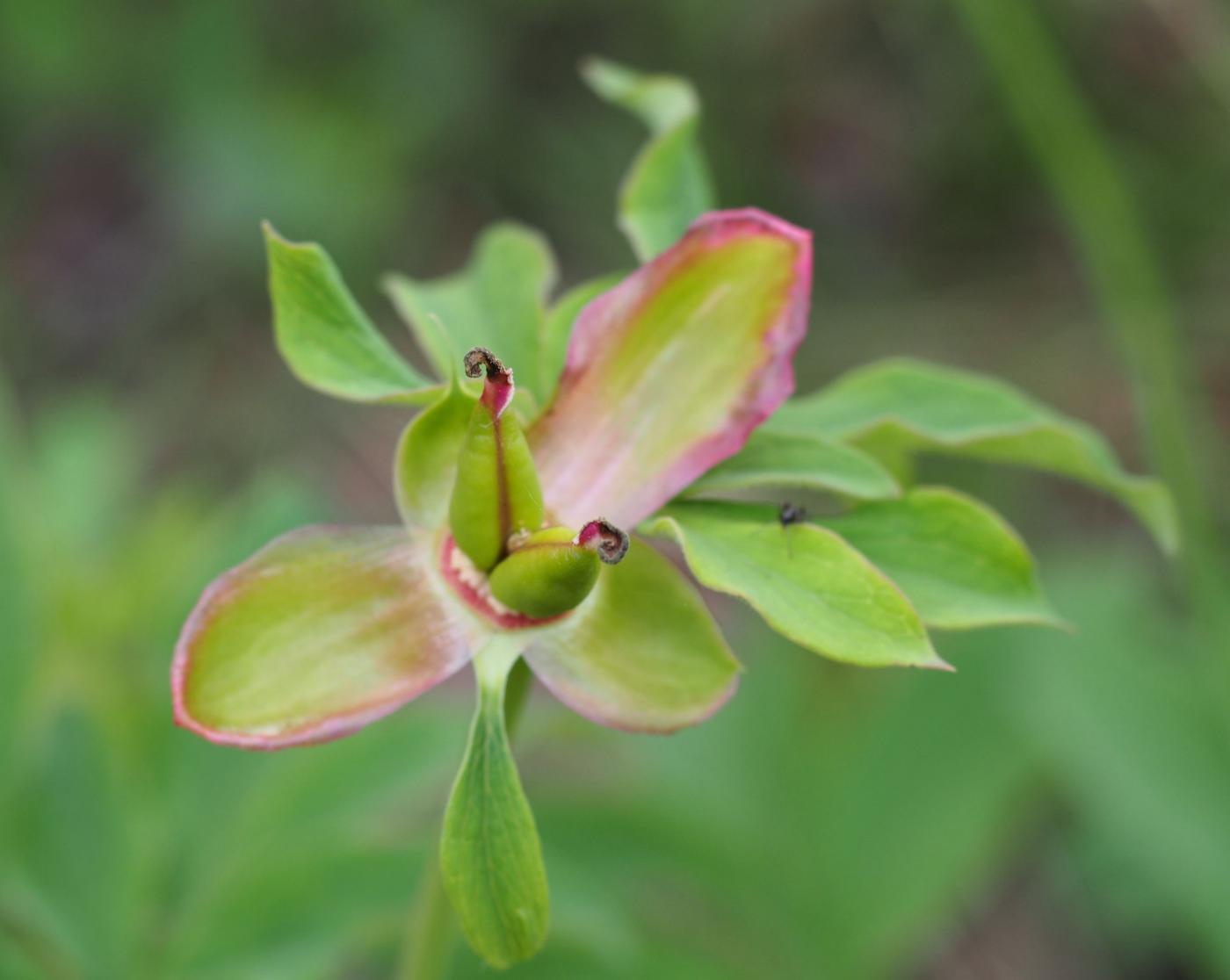 Paeony, Common fruit